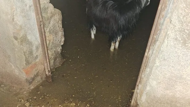 Bingöl'de sağanak sonrası ahırda mahsur kalan 12 keçi kurtarıldı