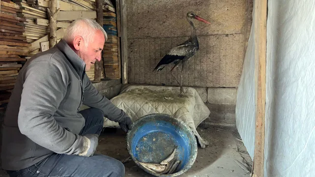 Hakkari'de donmak üzere bulunan leylek, 2,5 ay sonra doğaya bırakıldı