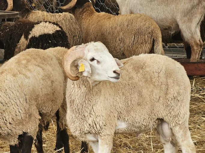 Kurban Bayramı 2026 ne zaman ve kaç gün tatil olacak?