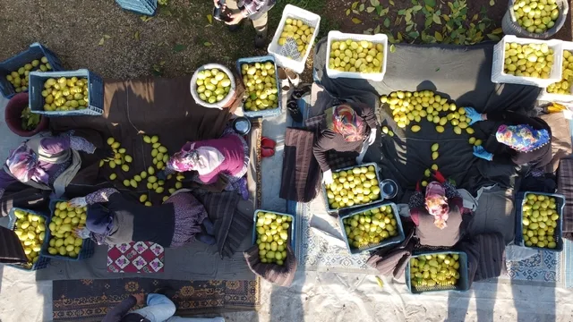 Türkiye'de Tarım Ürünleri Üretici Fiyat Endeksi yıllık yüzde 40,10 arttı