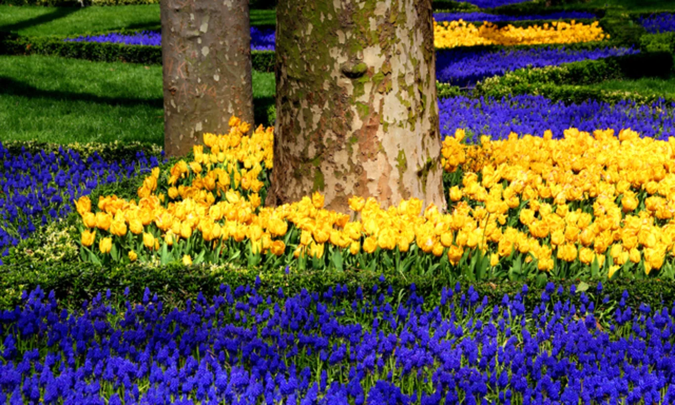 İstanbul Lale Festivali ne zaman?