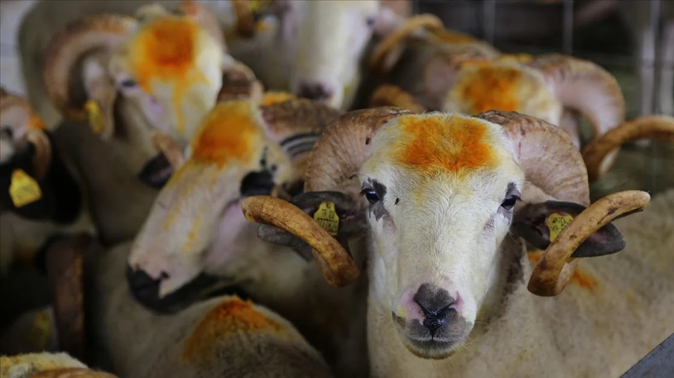 Kurban Bayramı tatili kaç gün?