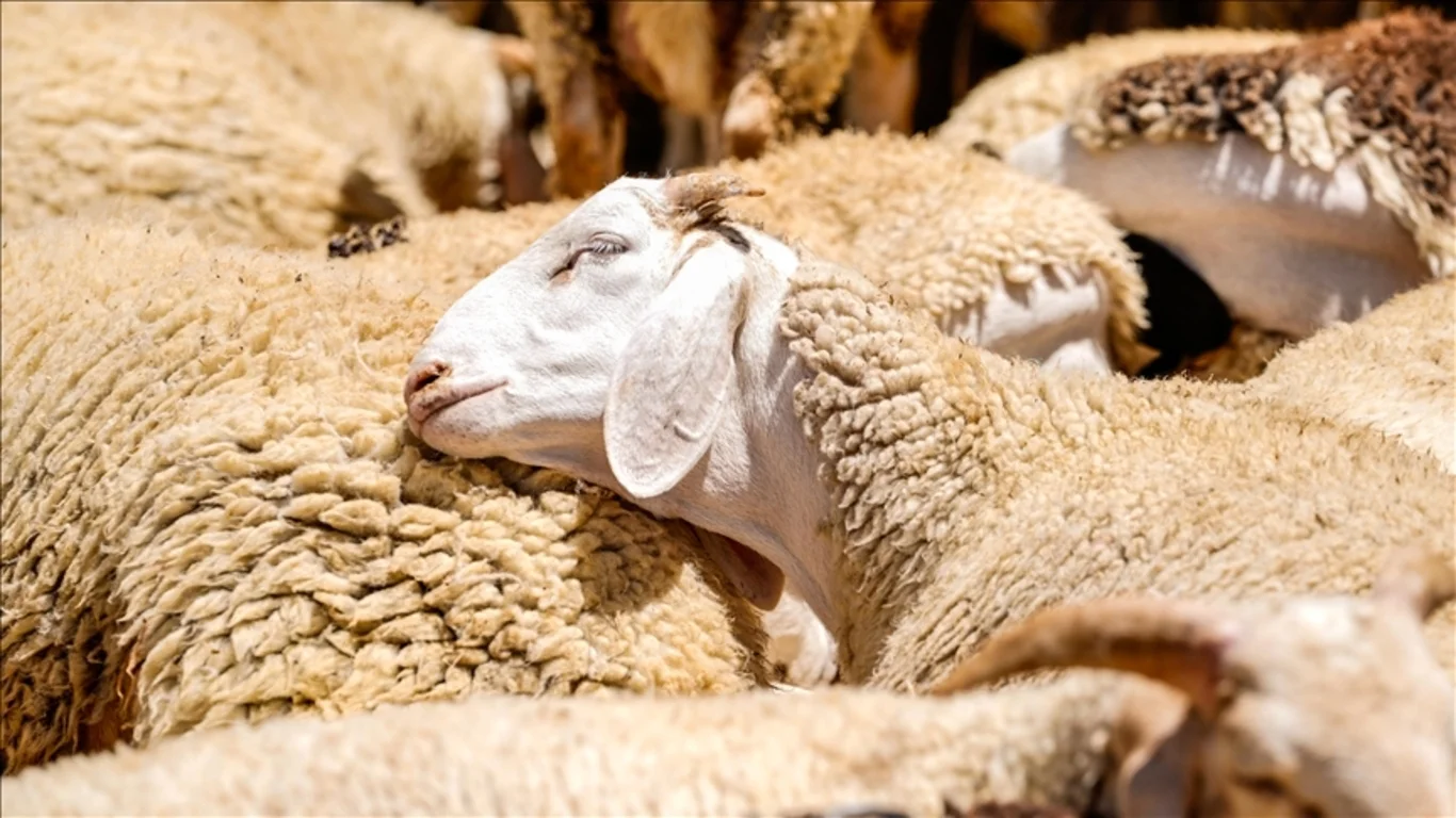 Kurban Bayramı ne zaman?