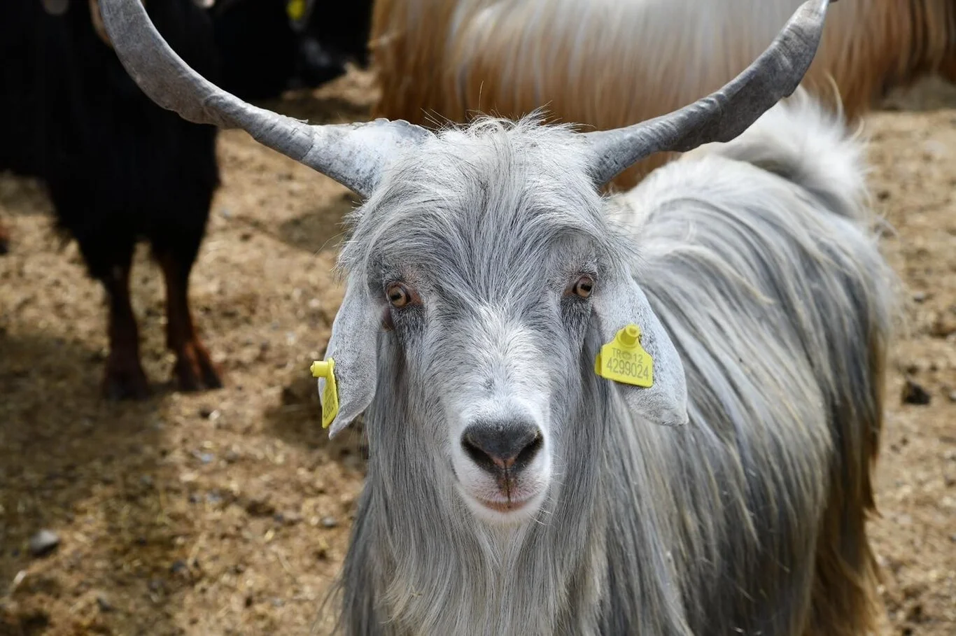 Kurban Bayramı tatili kaç gün olacak?