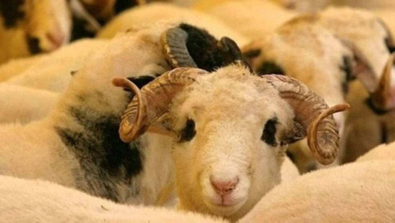 Kurban Bayramı tarihleri