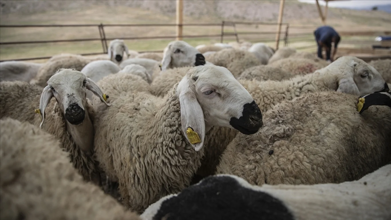 Kurban Bayramı tatili 9 gün olacak mı?