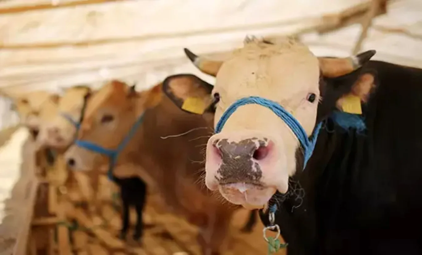 Kurban Bayramı ne zaman?