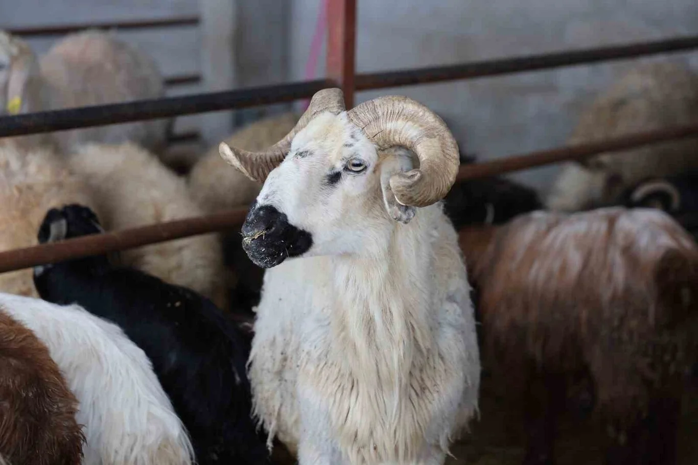 Kurban Bayramı ne zaman?