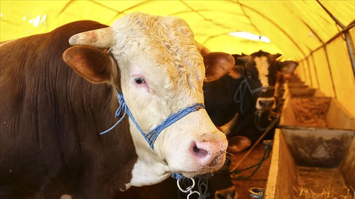 Kurban Bayramı tatili kaç gün sürecek?