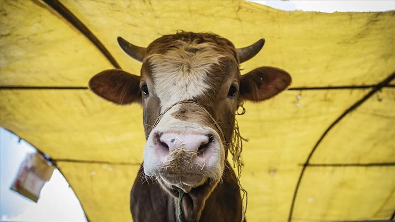 Kurban Bayramı tatili kaç gün sürecek?