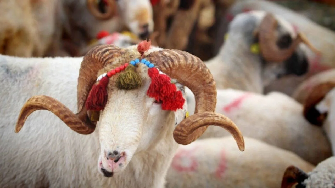 Kurban Bayramı tatili kaç gün olacak? Kurban Bayramı tatili 9 gün olacak mı?