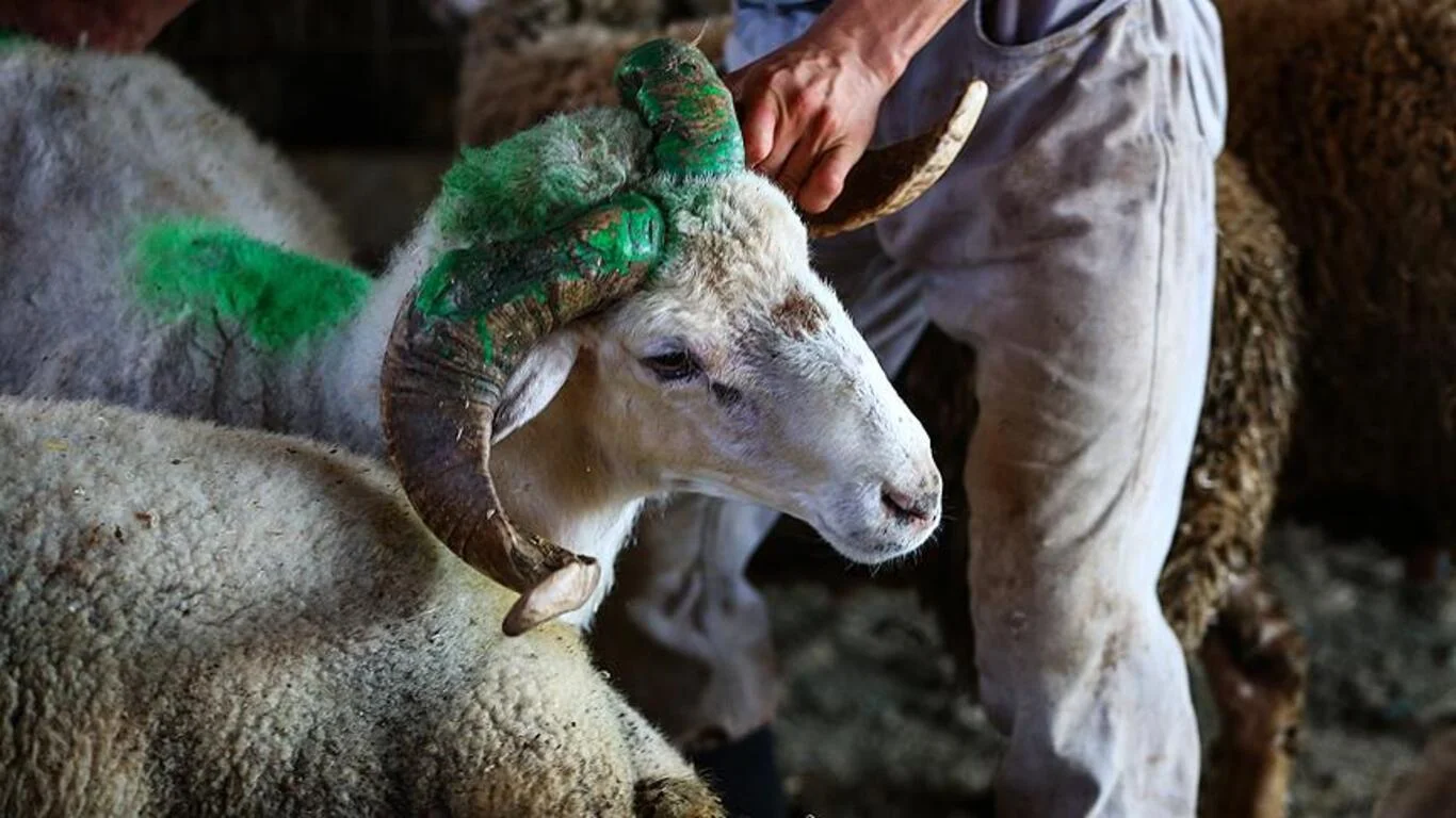 Kurbanlık fiyatları ne kadar?