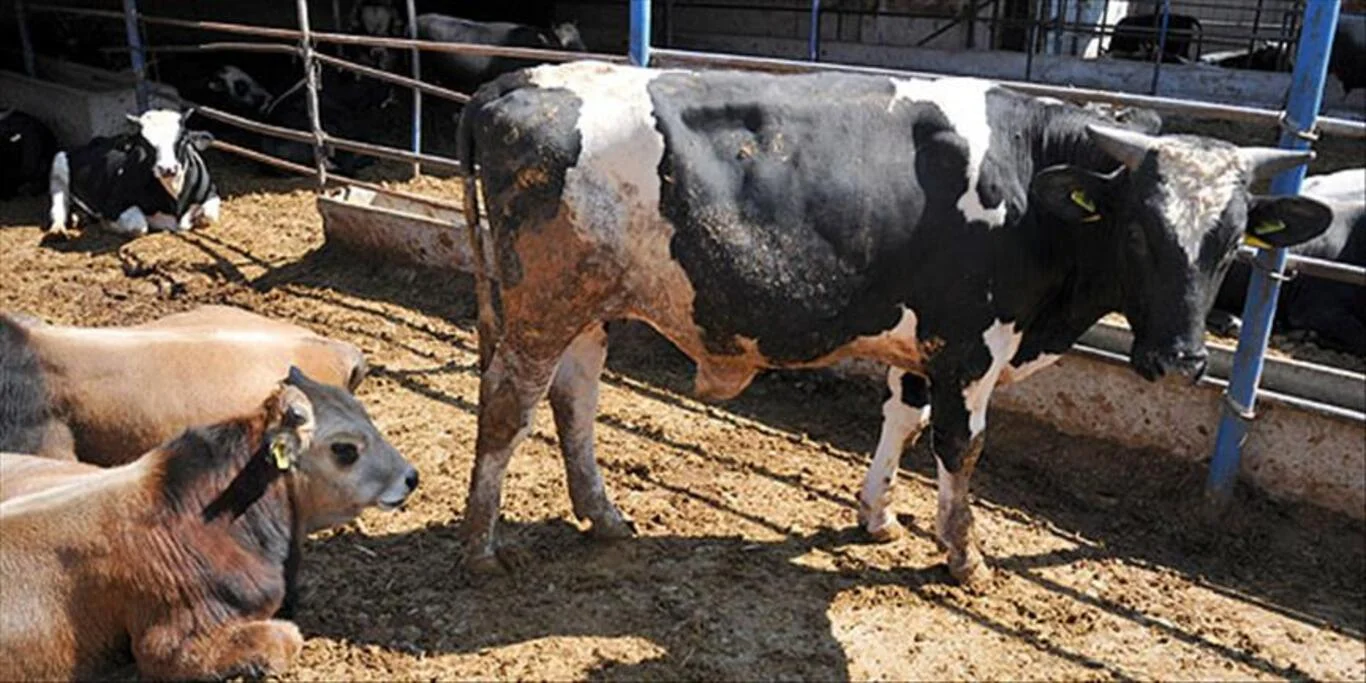 Kurbanlık fiyatları ne kadar?