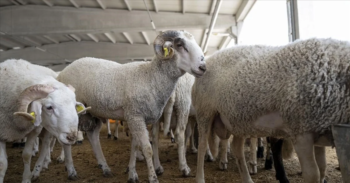 Kurbanlık fiyatları ne kadar?