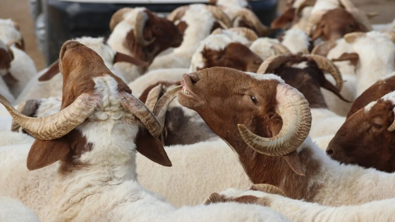 Güncel kurbanlık fiyatları ne kadar?