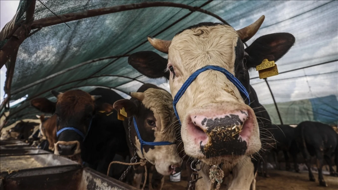Kurbanlık fiyatları