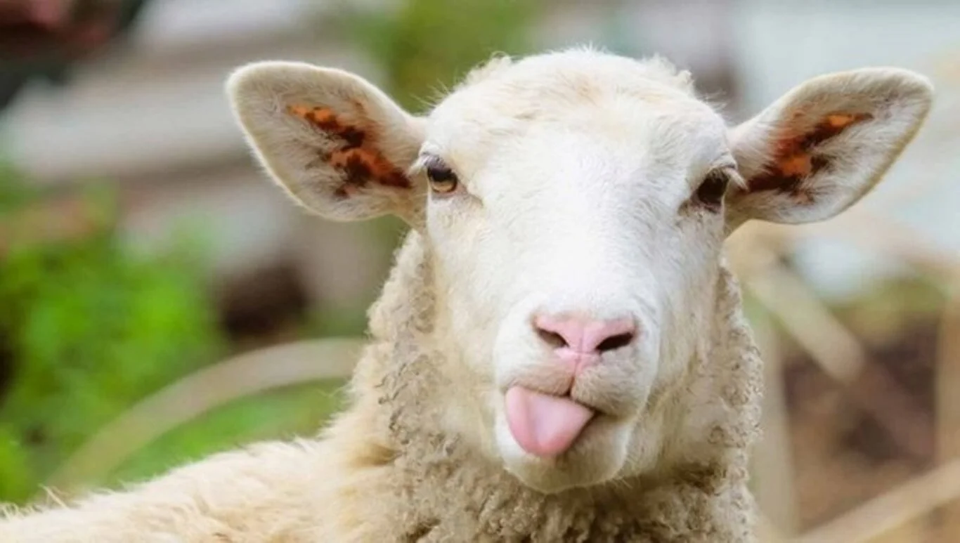 Kurbanlık fiyatları