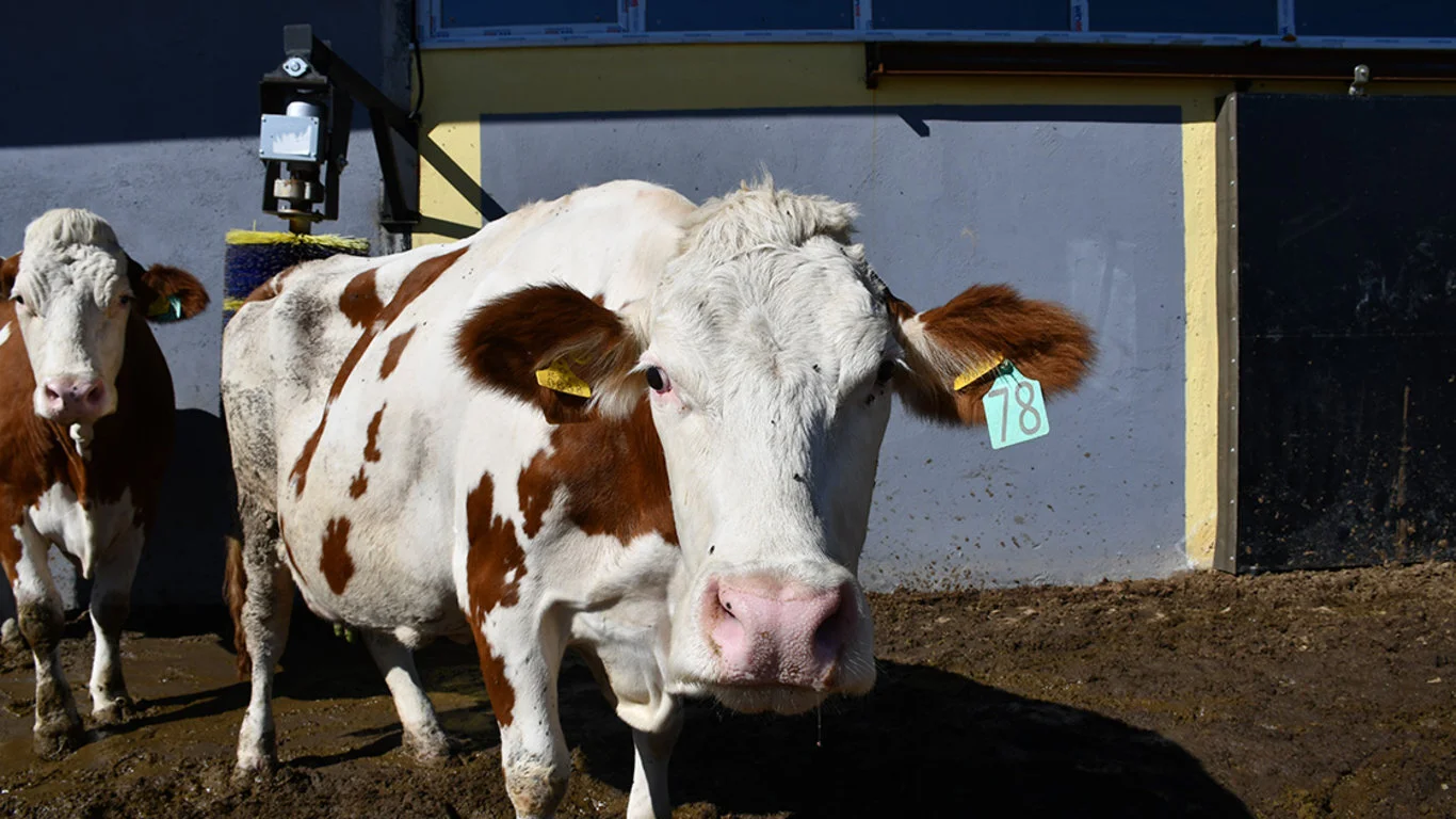 Kurbanlık fiyatları