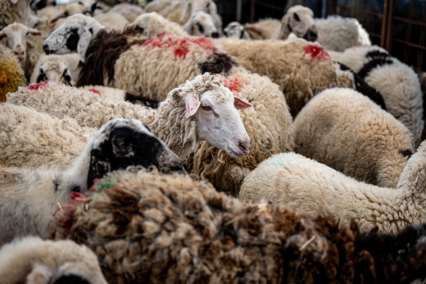 Vekaletle kurban kesim bedeli açıklandı!