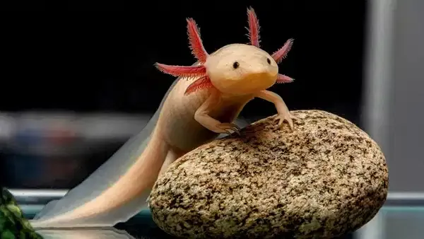 Bilim dünyasında devrim: Aksolotlların sırrı çözüldü, insanlarda uzuv yenilenmesi mümkün mü?