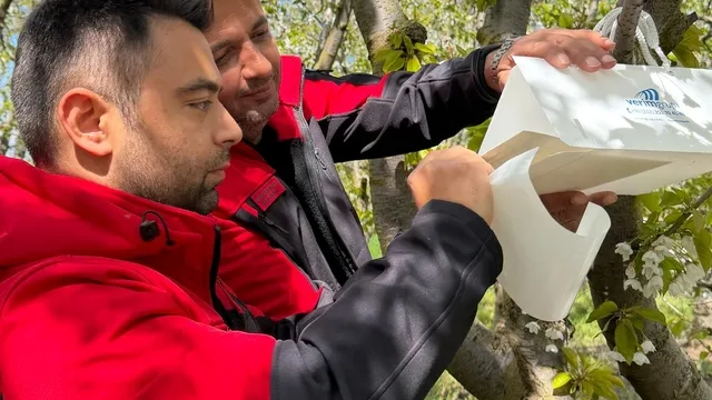 Amasya Göynücek'te meyve sineğiyle mücadele: Tuzaklar yerleştirildi