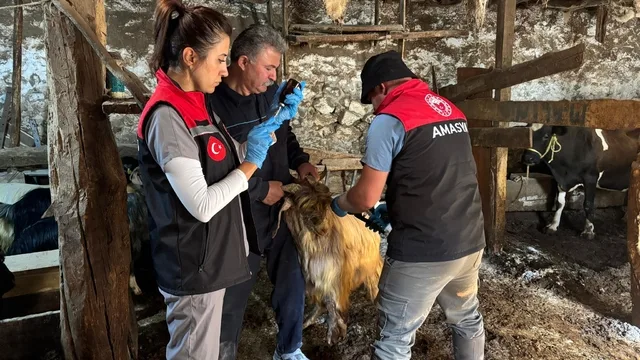 Amasya Gümüşhacıköy'de Küçükbaş Hayvanlar Aşılanıyor