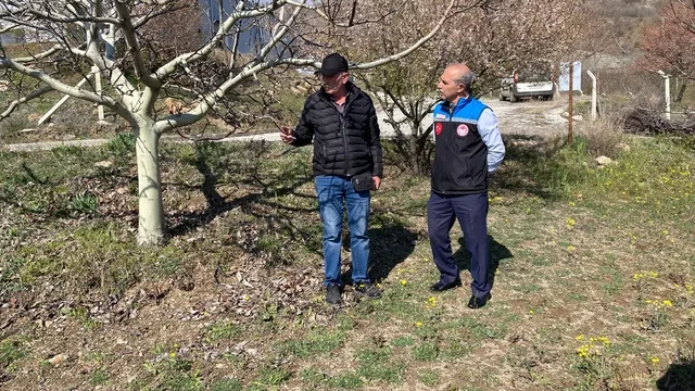 Amasya Gümüşhacıköy'de soğuk hava tarım arazilerini vurdu, ekipler incelemede