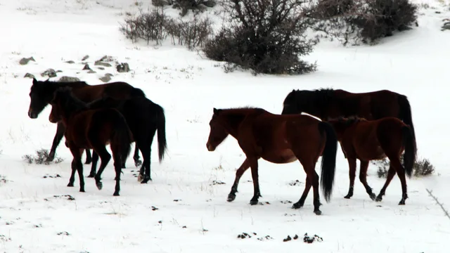 Ankara'da kar altında yiyecek arayan yılkı atları görüntülendi
