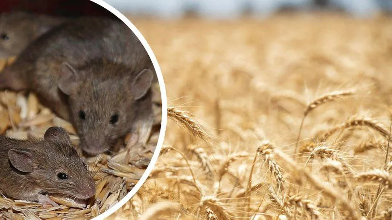 Avustralya’da fare istilası: Tarım alanları tehdit altında