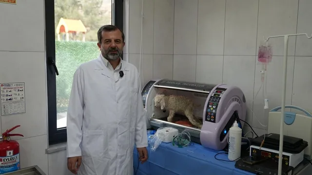 Bursa Gürsu'da Butik Hayvanat Bahçesi Yeni Sakinleriyle Büyüyor