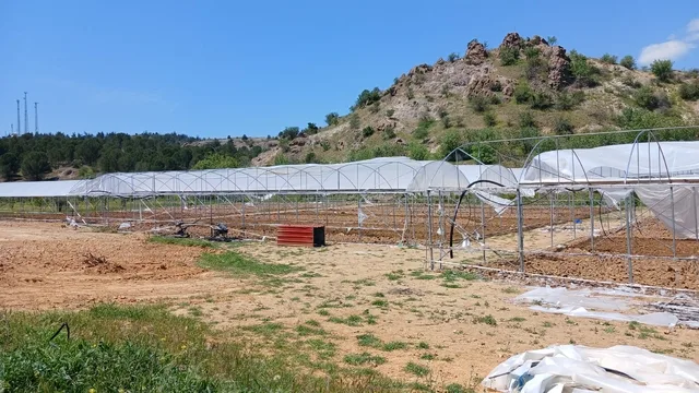 Eskişehir'de 5 dönümlük sera kundaklandı: Zanlı aranıyor