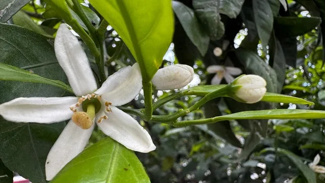 Hatay Dörtyol'da Narenciye Ağaçları Beyaza Büründü