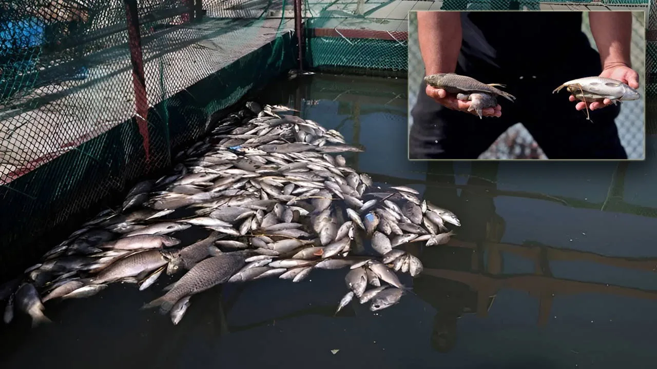Dicle’de çevre felaketi: Yüzlerce ton balık iki saatte telef oldu