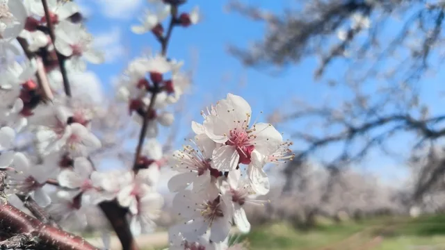 Malatya'da kayısı ağaçları beyaza büründü, çiftçiler umutlu