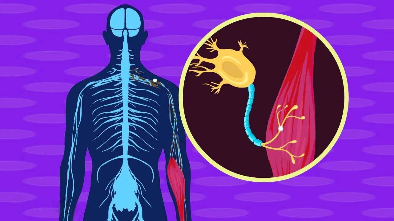 MIT'den tıp dünyasında çığır açan keşif: Beyin hastalıklarının teşhisi 25 kat hızlanıyor