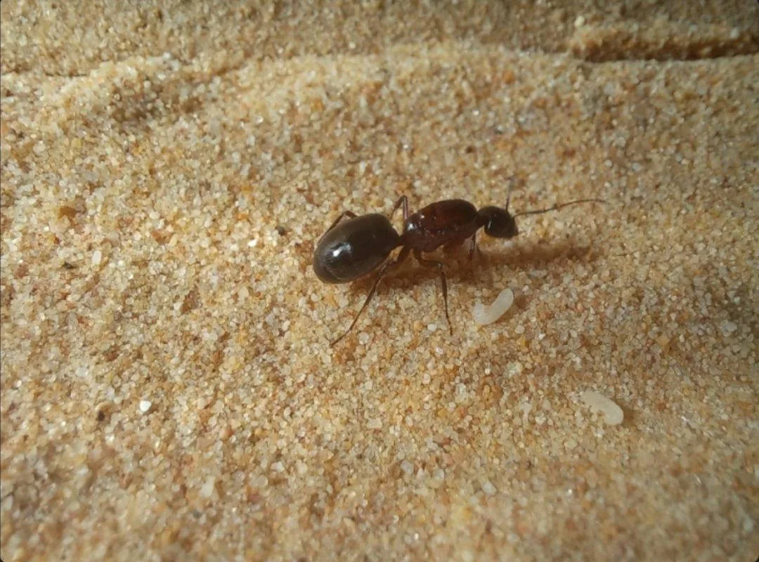 Kraliçe karınca kaçakçılığına 1 yıl hapis