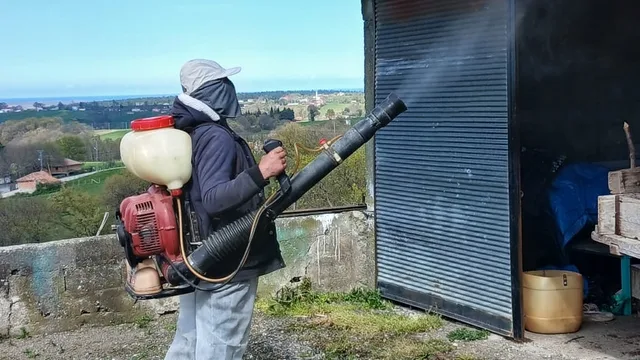 Samsun 19 Mayıs'ta Kahverengi Kokarca İstilasıyla Mücadele Devam Ediyor