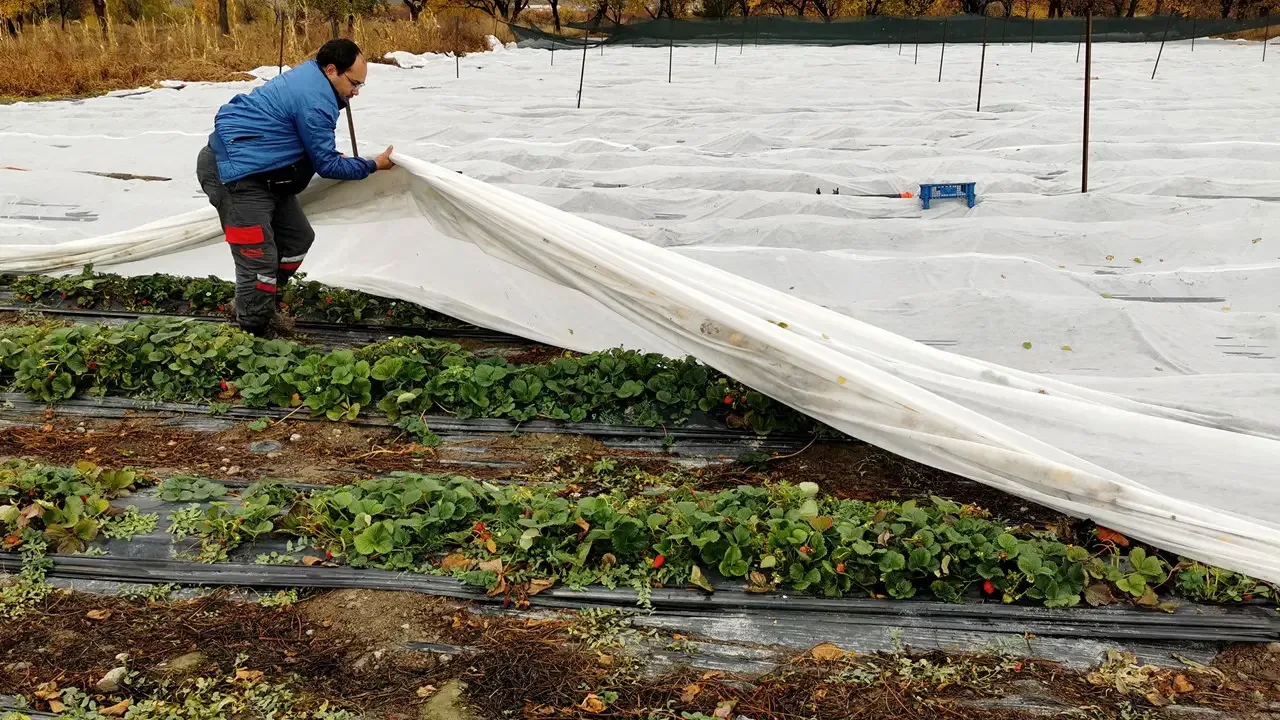 Sason'da mahsul dalında çürüdü :Yüzde 40 zarar var, hasat takvimi şaştı...