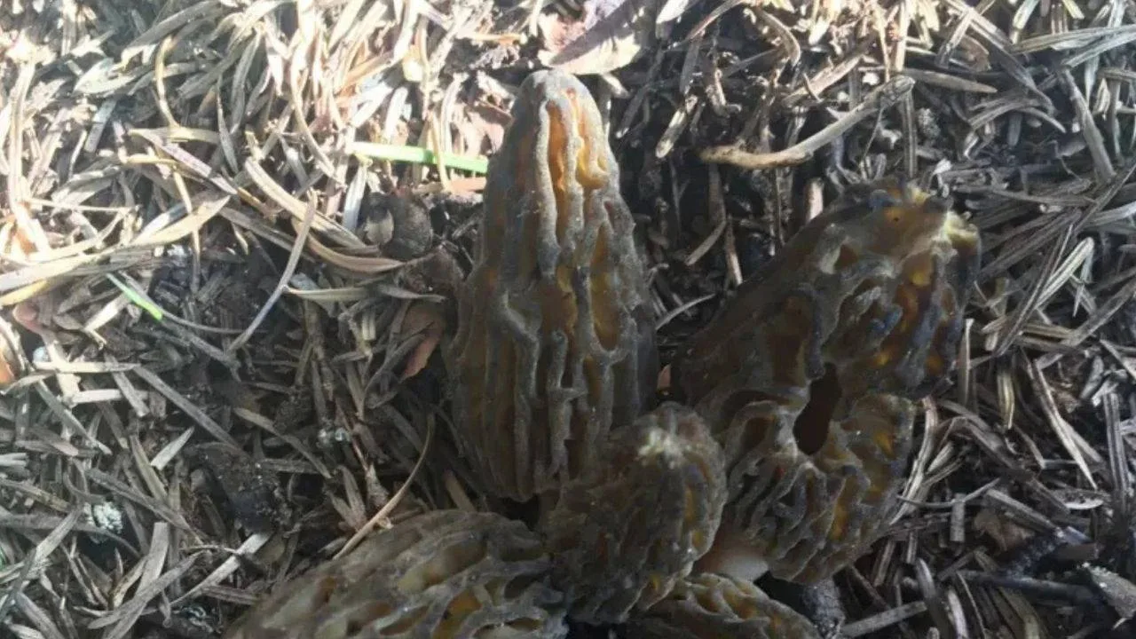 Toroslar'da zorlu mesai: Bu mantarın kilosu 1500 TL’den alıcı buluyor