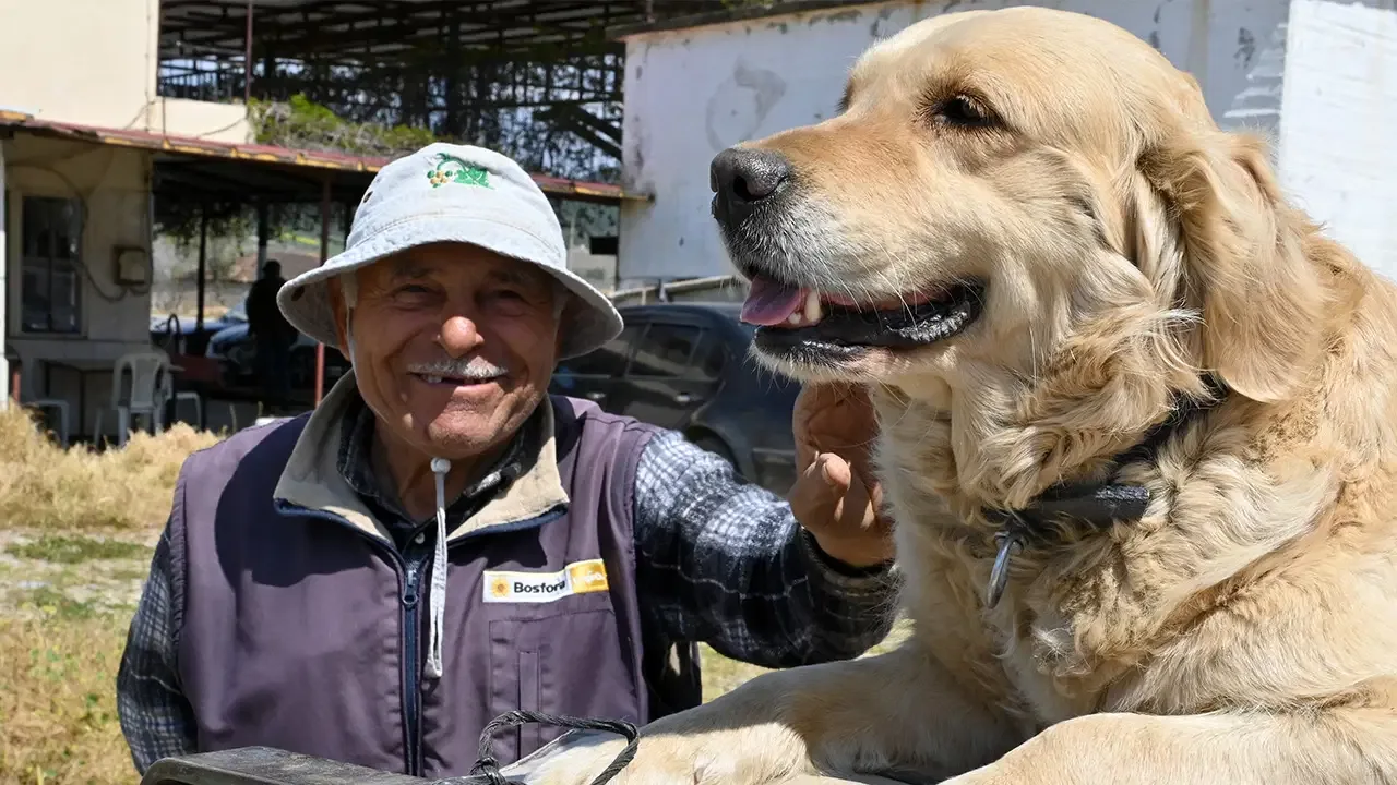 Manisa'nın 'Betty'si traktörden inmiyor: Sahibiyle tarlaya gidiyor!