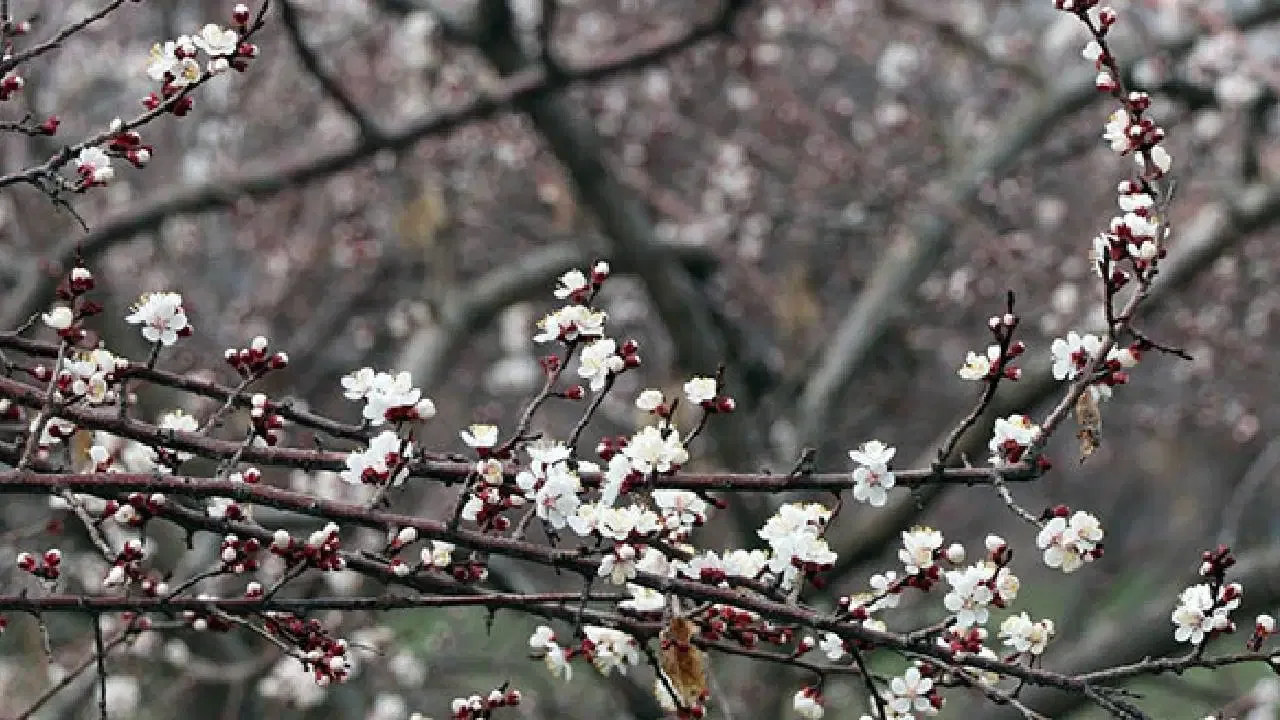Geçen yıl hasat edilememişti! Bu yıl 13 bin ton rekolte bekleniyor...