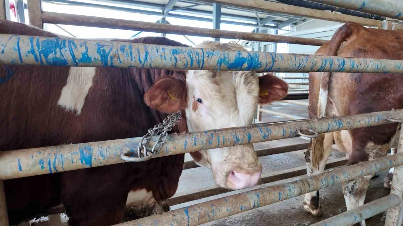 Kurban Bayramı ne zaman?