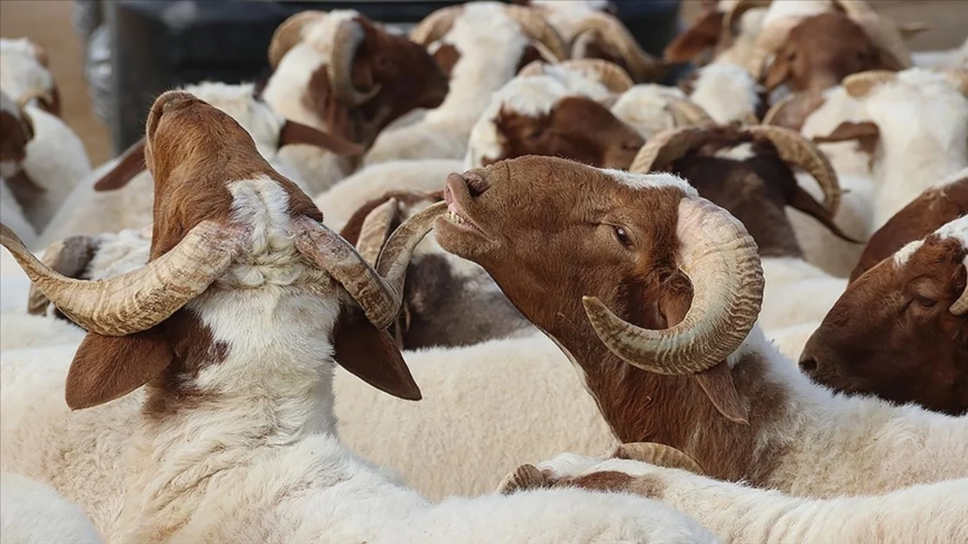 Kurban Bayramı tatili 9 gün oldu mu?