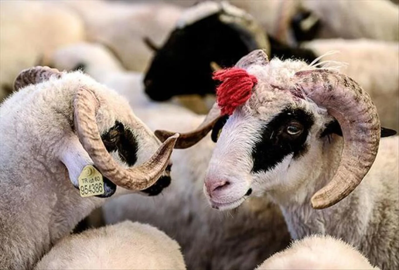 Kurban Bayramı tatili 9 gün mü olacak?