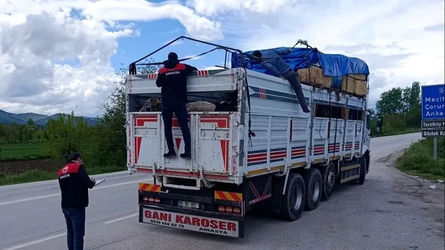Amasya'dan Batı'ya Kurbanlık Sevkiyatı Denetimde
