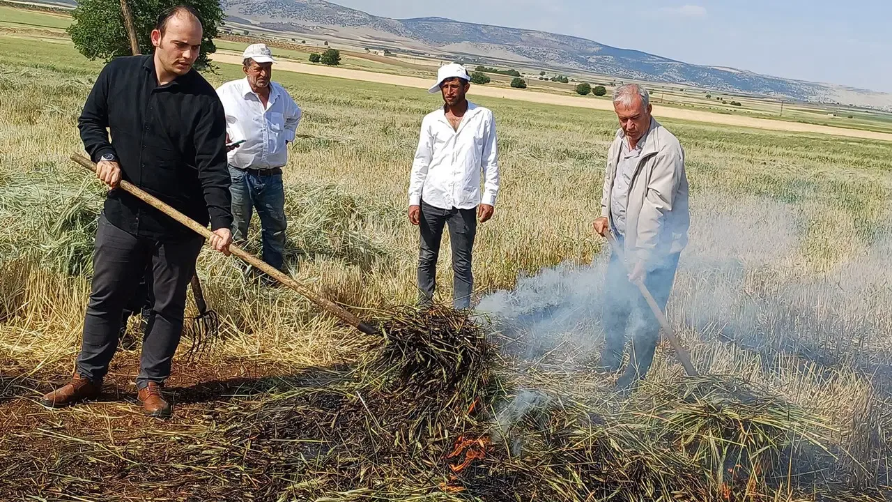 Araban Ovası'nda dumanlı hasat: Yılda sadece 1 hafta üretilebiliyor...