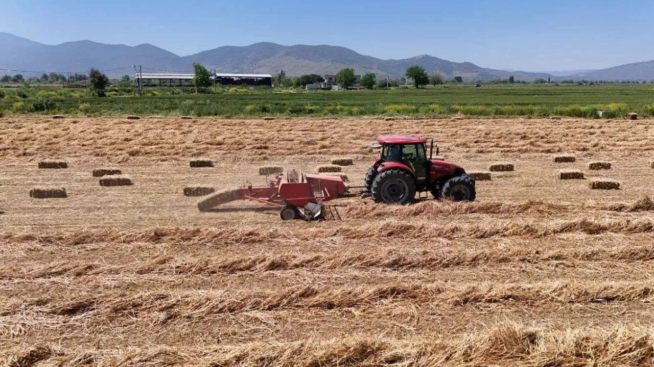 Aydın'da balya mesaisi başladı: Geçen yıl 150 liraydı, bu yıl 300 lira