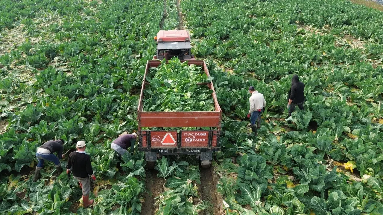 Bafra Ovası’nda son kış hasadı: Fiyatını 3'e katladı..