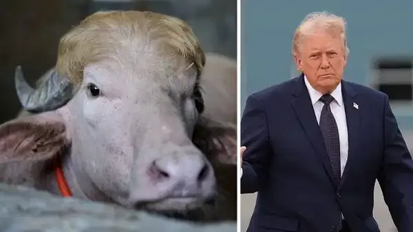 Sarı kakülü hayatını kurtardı: 'Donald Trump' lakaplı manda kesilmekten son anda kurtuldu