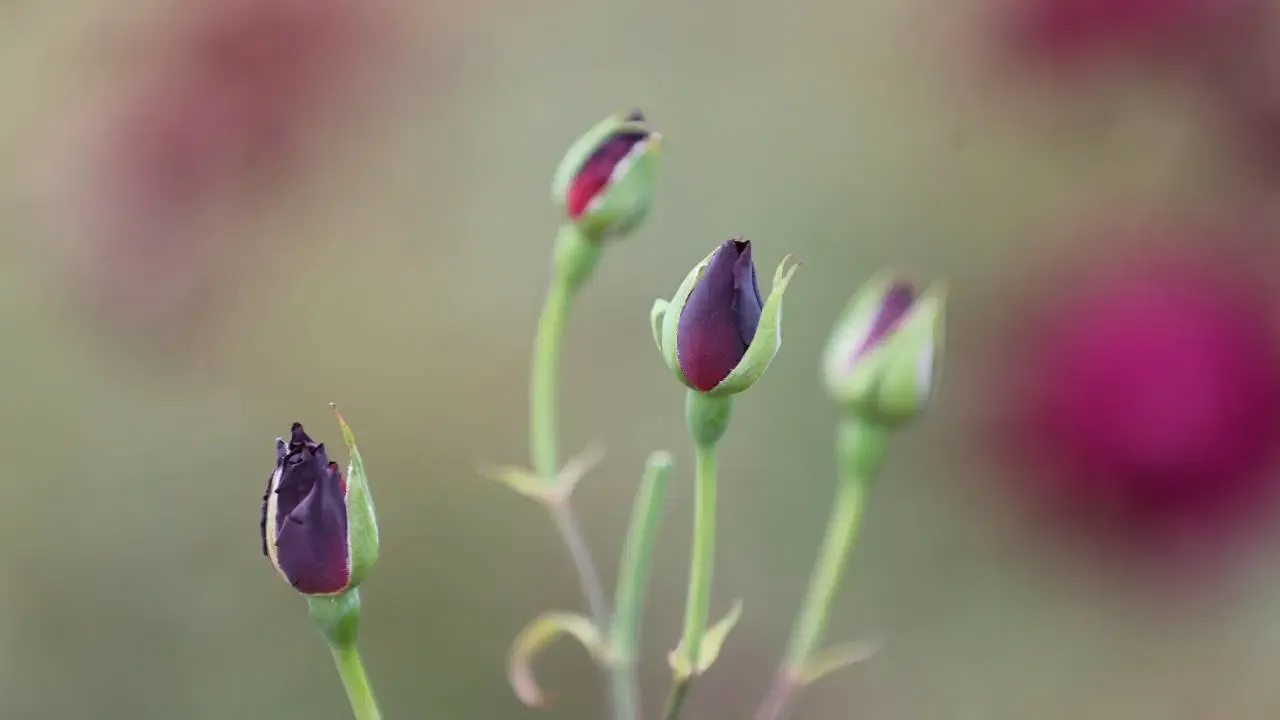 Dünyada tek: Canlı görmek için sadece birkaç haftanız var!